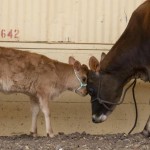 Fort Worth Stock Show and Rodeo 1